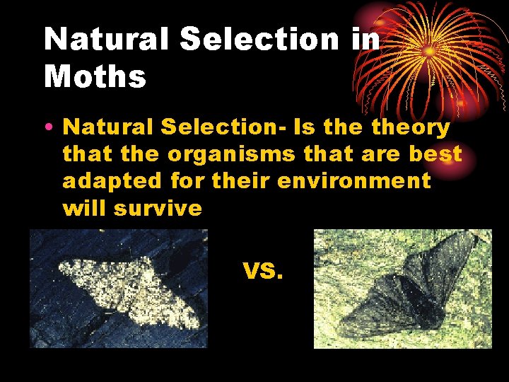 Natural Selection in Moths • Natural Selection- Is theory that the organisms that are