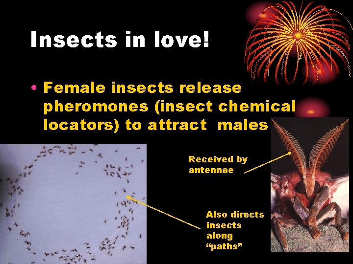 Insects in love! • Female insects release pheromones (insect chemical locators) to attract males