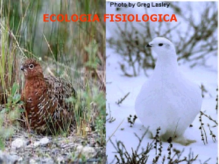  ECOLOGIA FISIOLOGICA 