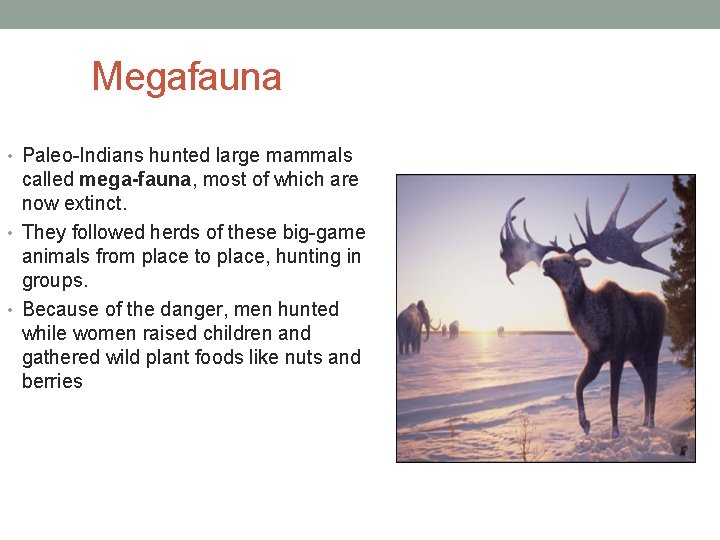 Megafauna • Paleo-Indians hunted large mammals called mega-fauna, most of which are now extinct.