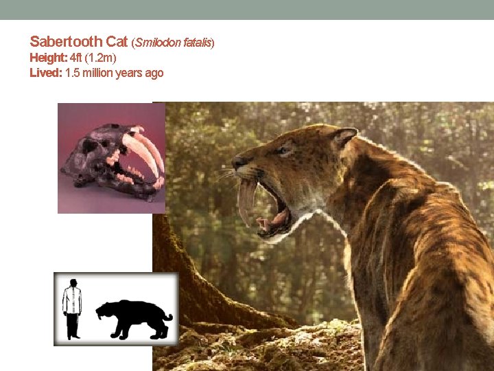 Sabertooth Cat (Smilodon fatalis) Height: 4 ft (1. 2 m) Lived: 1. 5 million