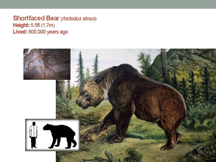 Shortfaced Bear (Arctodus simus) Height: 5. 5 ft (1. 7 m) Lived: 800, 000