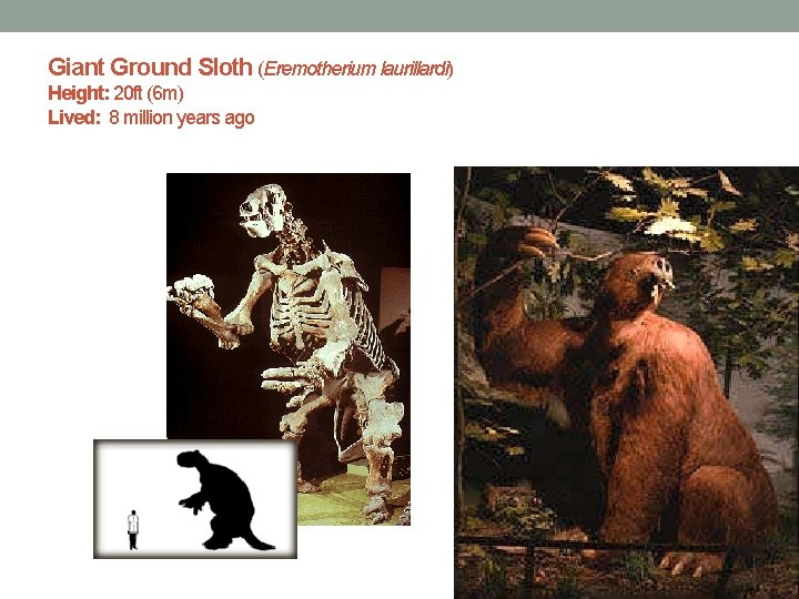 Giant Ground Sloth (Eremotherium laurillardi) Height: 20 ft (6 m) Lived: 8 million years