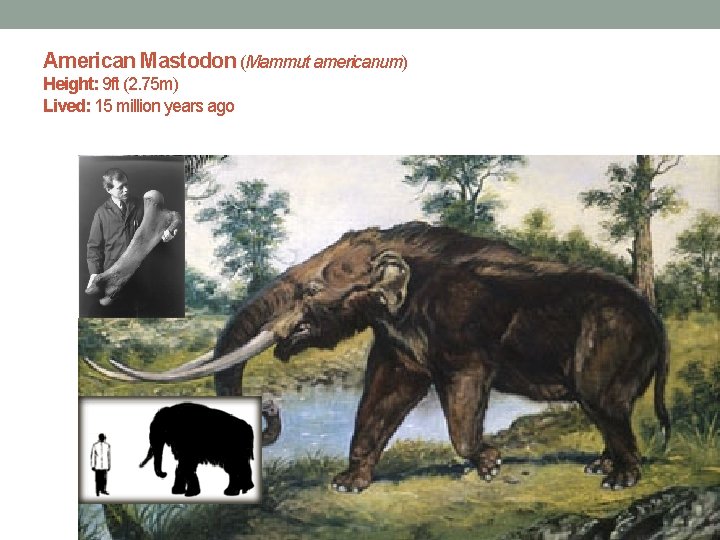 American Mastodon (Mammut americanum) Height: 9 ft (2. 75 m) Lived: 15 million years