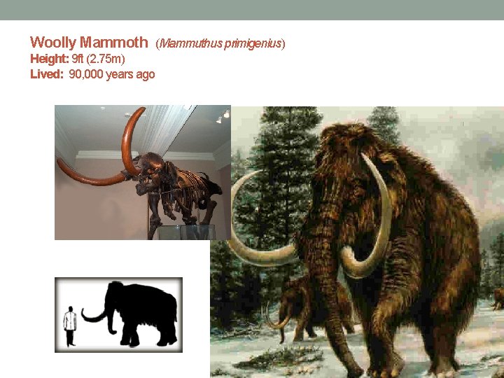 Woolly Mammoth (Mammuthus primigenius) Height: 9 ft (2. 75 m) Lived: 90, 000 years