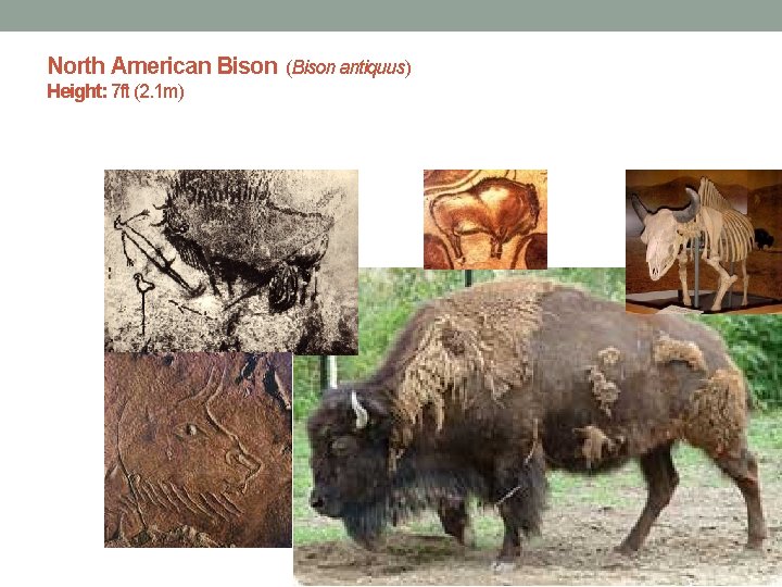 North American Bison (Bison antiquus) Height: 7 ft (2. 1 m) 