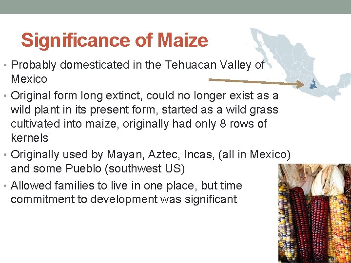 Significance of Maize • Probably domesticated in the Tehuacan Valley of Mexico • Original