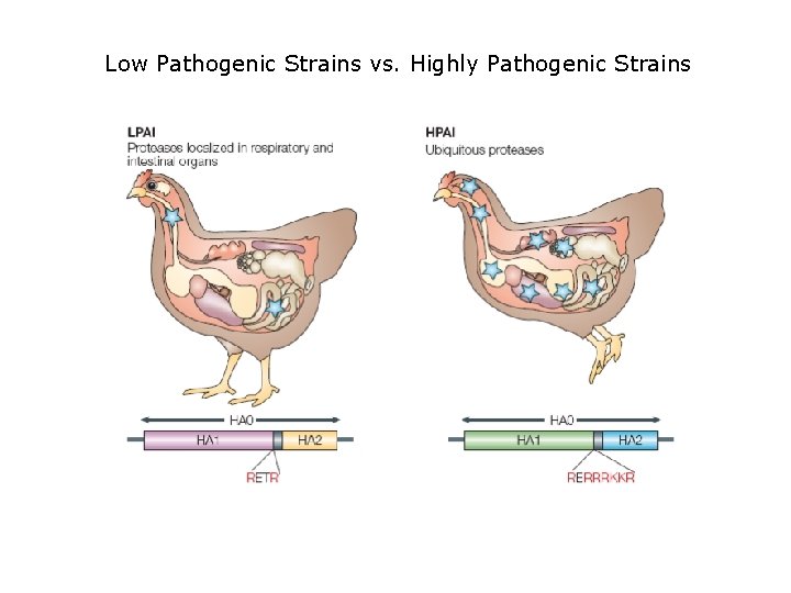 Low Pathogenic Strains vs. Highly Pathogenic Strains 