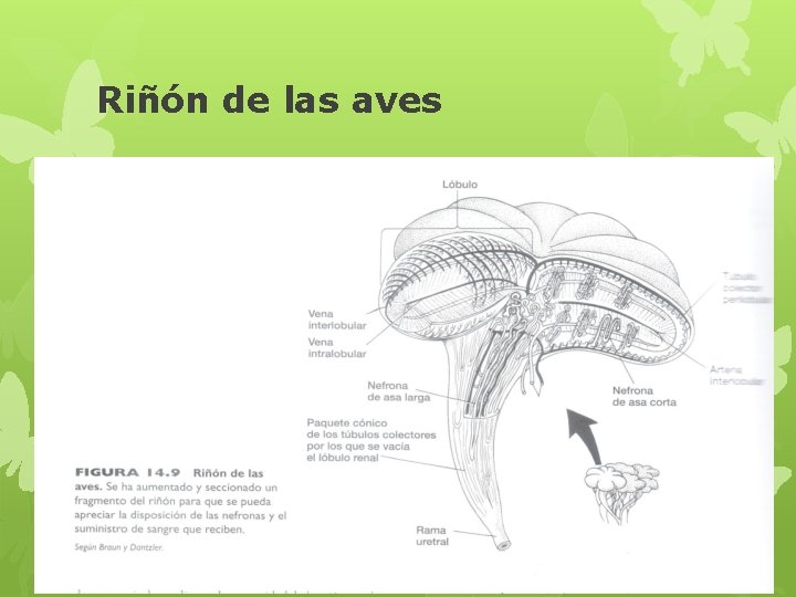 Riñón de las aves 