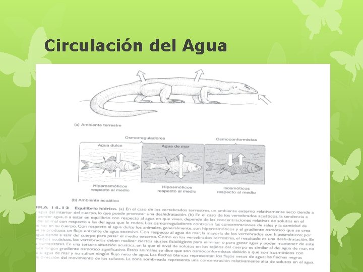 Circulación del Agua 