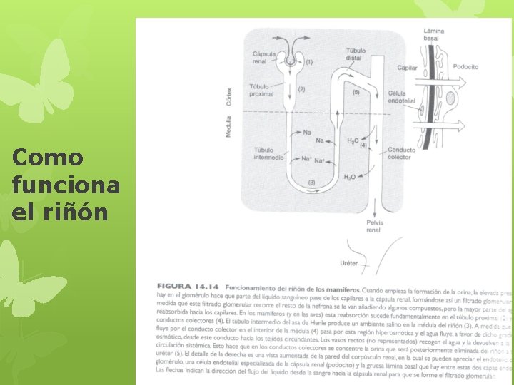 Como funciona el riñón 
