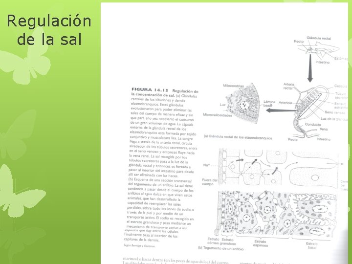 Regulación de la sal 