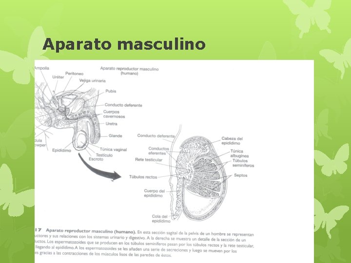 Aparato masculino 