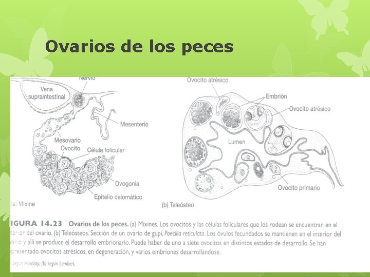 Ovarios de los peces 