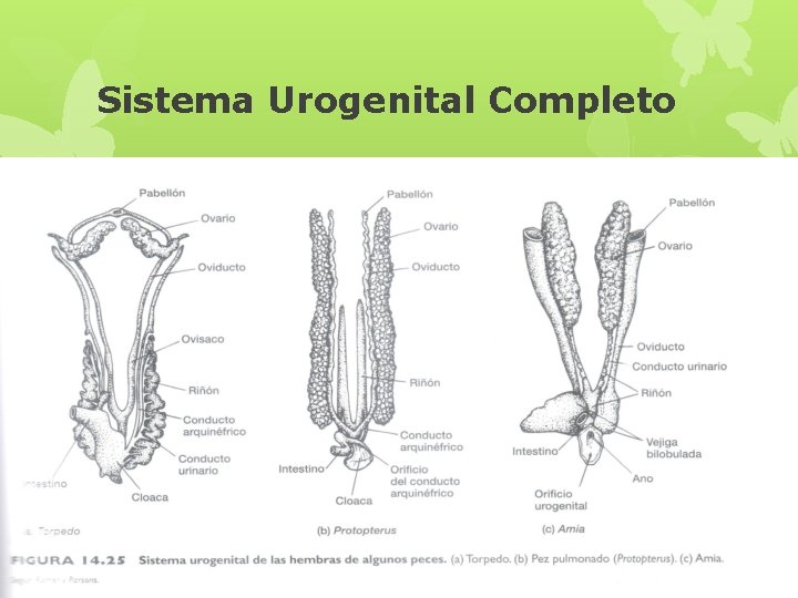 Sistema Urogenital Completo 