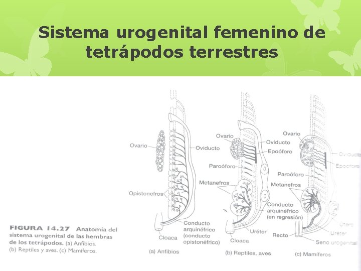 Sistema urogenital femenino de tetrápodos terrestres 