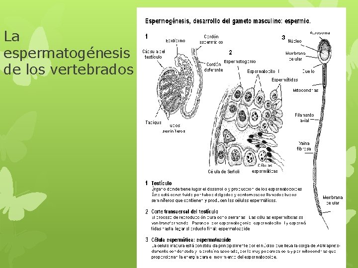 La espermatogénesis de los vertebrados 