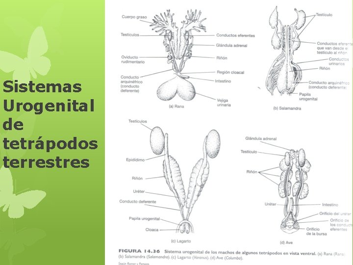 Sistemas Urogenital de tetrápodos terrestres 