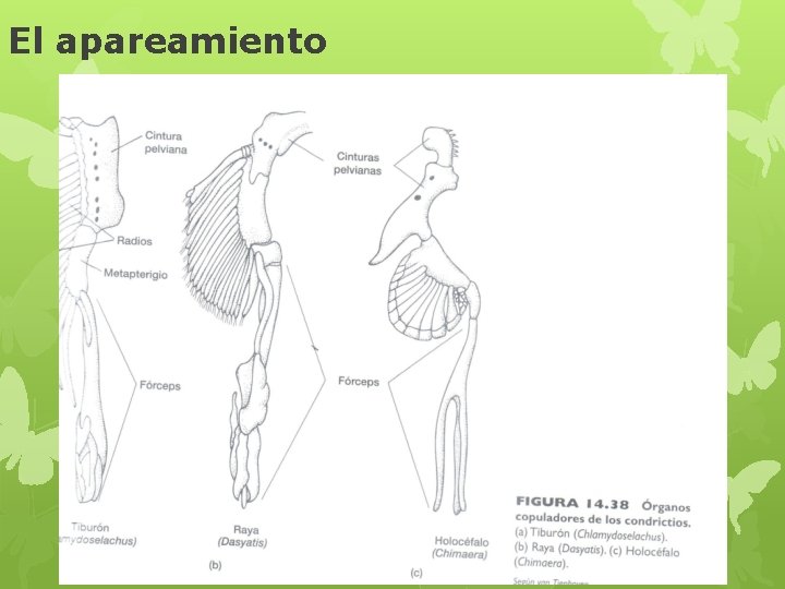 El apareamiento 