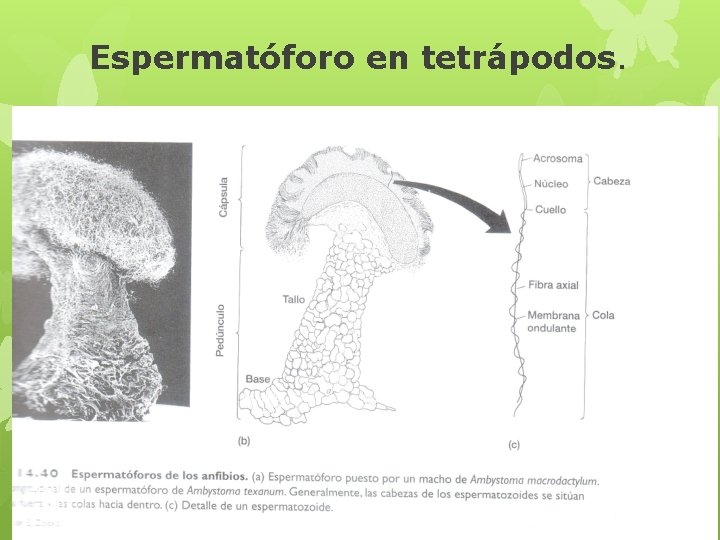 Espermatóforo en tetrápodos. 