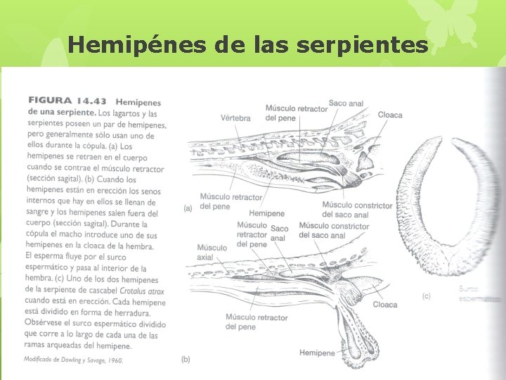 Hemipénes de las serpientes 