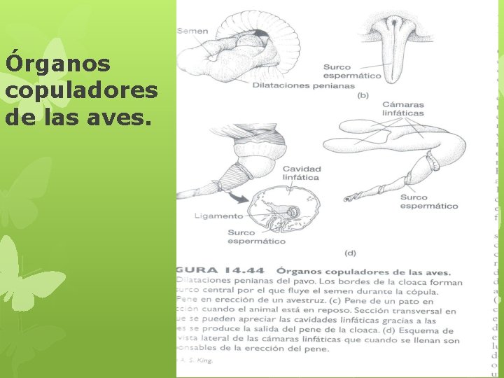 Órganos copuladores de las aves. 