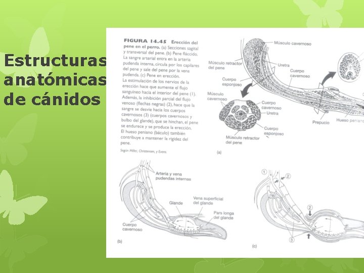 Estructuras anatómicas de cánidos 