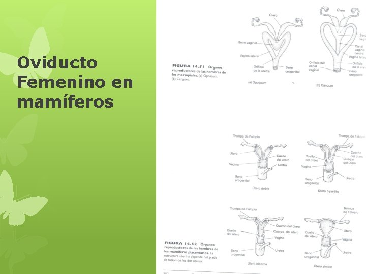 Oviducto Femenino en mamíferos 