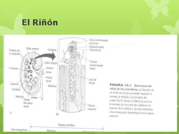 El Riñón 