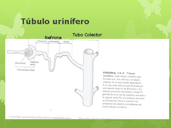 Túbulo urinífero Nefrona Tubo Colector 