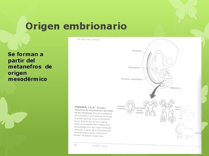 Origen embrionario Se forman a partir del metanefros de origen mesodérmico 