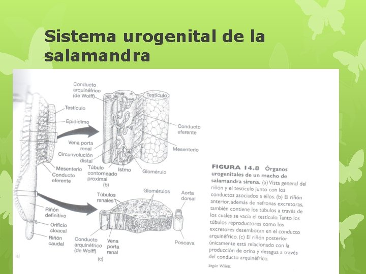 Sistema urogenital de la salamandra 