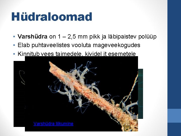 Hüdraloomad • Varshüdra on 1 – 2, 5 mm pikk ja läbipaistev polüüp •