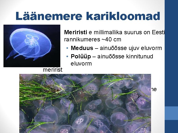 Läänemere karikloomad meririst Meriristi e millimallika suurus on Eesti rannikumeres ~40 cm • Meduus