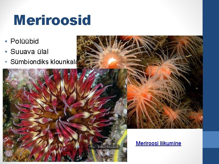 Meriroosid • Polüübid • Suuava ülal • Sümbiondiks klounkalad Meriroosi liikumine 