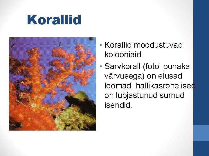 Korallid • Korallid moodustuvad kolooniaid. • Sarvkorall (fotol punaka värvusega) on elusad loomad, hallikasrohelised
