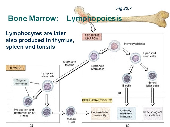 Fig 23. 7 Bone Marrow: Lymphopoiesis Lymphocytes are later also produced in thymus, spleen