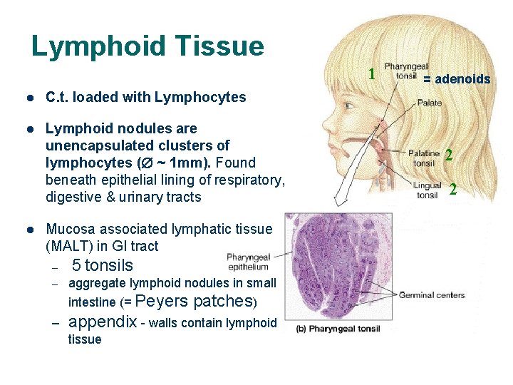Lymphoid Tissue 1 l C. t. loaded with Lymphocytes l Lymphoid nodules are unencapsulated