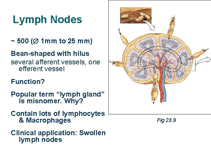 Lymph Nodes ~ 500 ( 1 mm to 25 mm) Bean-shaped with hilus several