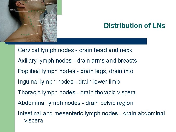 Distribution of LNs Cervical lymph nodes - drain head and neck Axillary lymph nodes