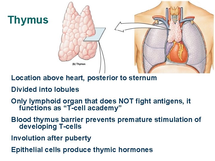 Thymus Location above heart, posterior to sternum Divided into lobules Only lymphoid organ that