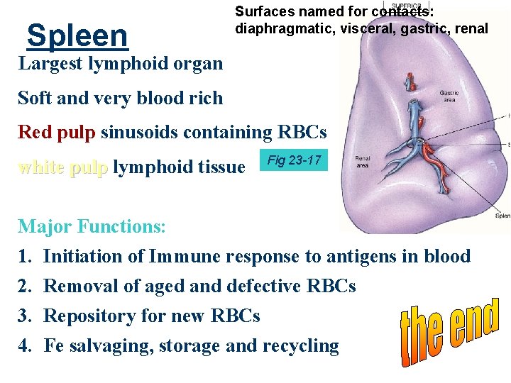 Spleen Surfaces named for contacts: diaphragmatic, visceral, gastric, renal Largest lymphoid organ Soft and