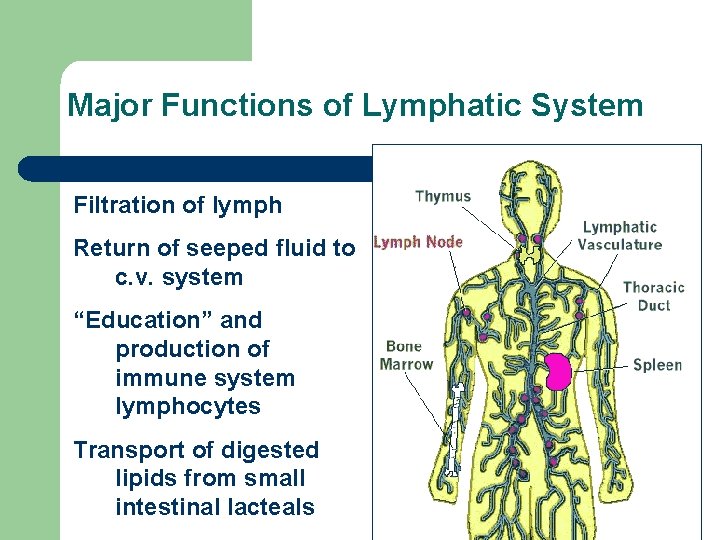 Major Functions of Lymphatic System Filtration of lymph Return of seeped fluid to c.