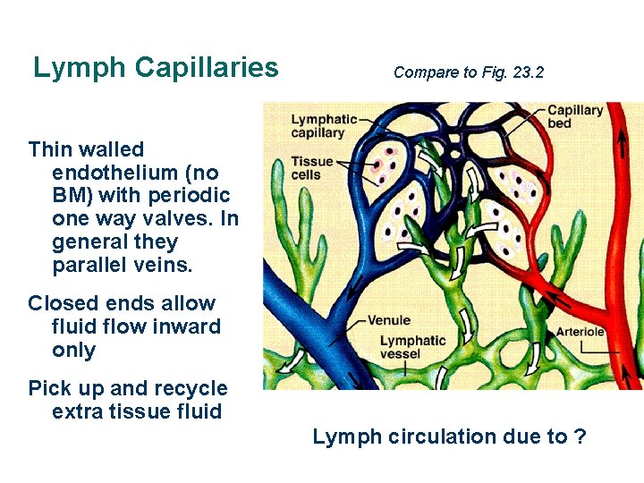 Lymph Capillaries Compare to Fig. 23. 2 Thin walled endothelium (no BM) with periodic