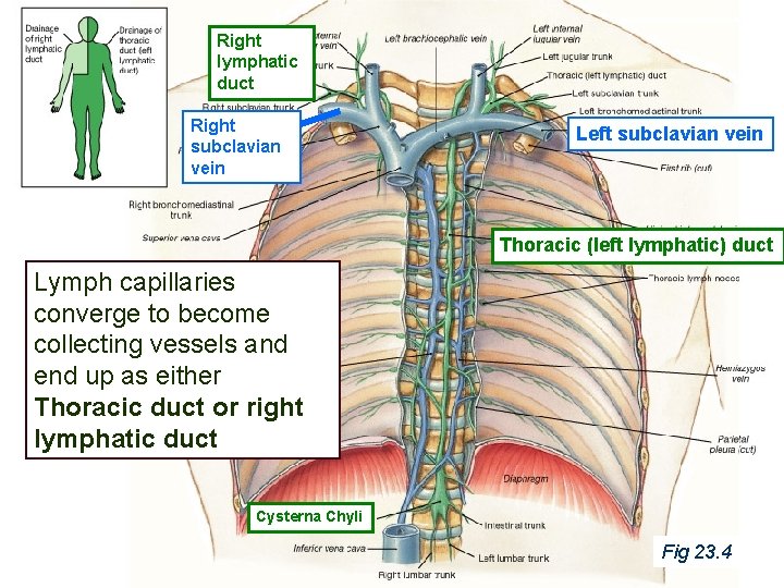 Right lymphatic duct Right subclavian vein Left subclavian vein Thoracic (left lymphatic) duct Lymph