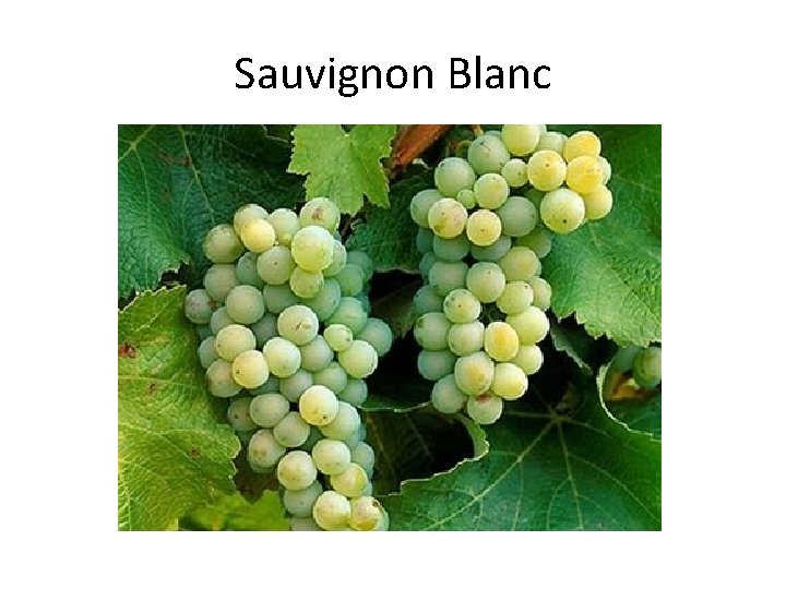 Sauvignon Blanc 