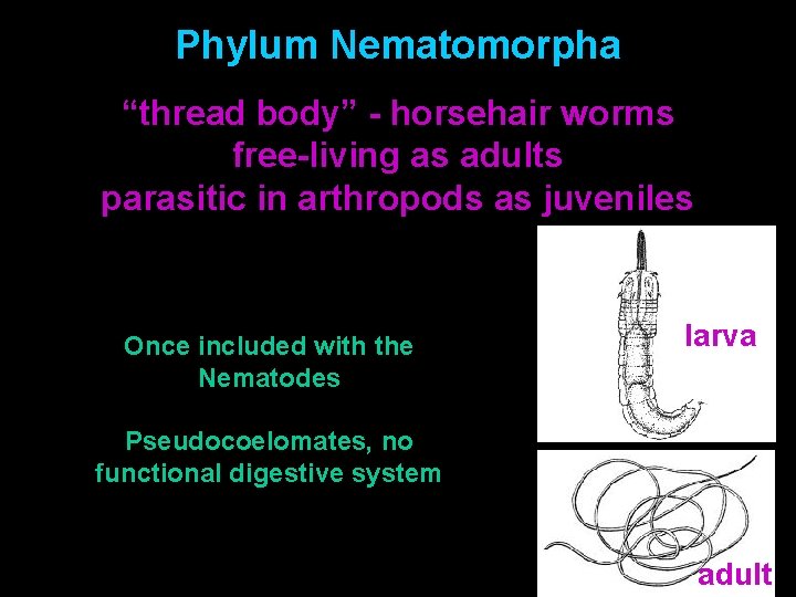 Phylum Nematomorpha “thread body” - horsehair worms free-living as adults parasitic in arthropods as Phylum Nematomorpha “thread body” - horsehair worms free-living as adults parasitic in arthropods as