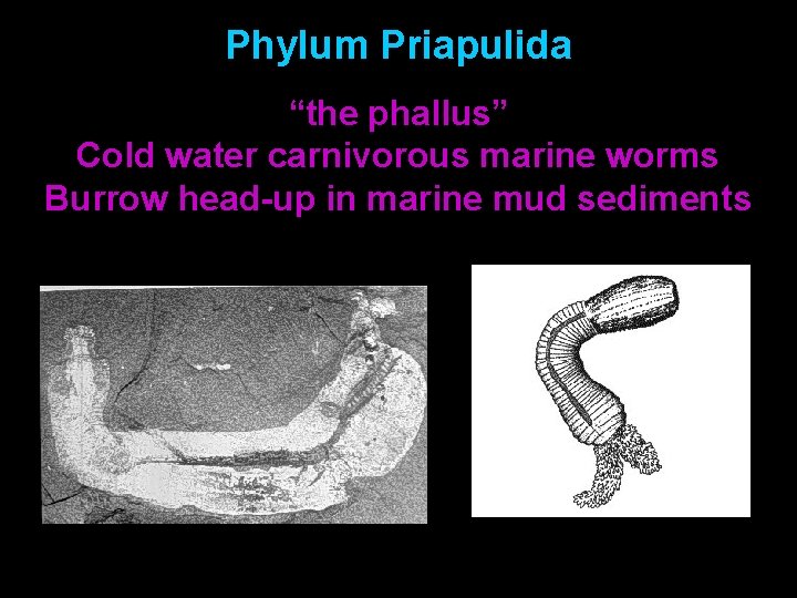 Phylum Priapulida “the phallus” Cold water carnivorous marine worms Burrow head-up in marine mud