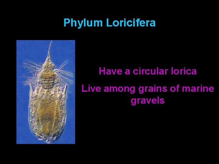 Phylum Loricifera Have a circular lorica Live among grains of marine gravels 