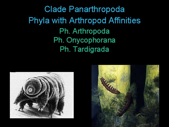 Clade Panarthropoda Phyla with Arthropod Affinities Ph. Arthropoda Ph. Onycophorana Ph. Tardigrada 